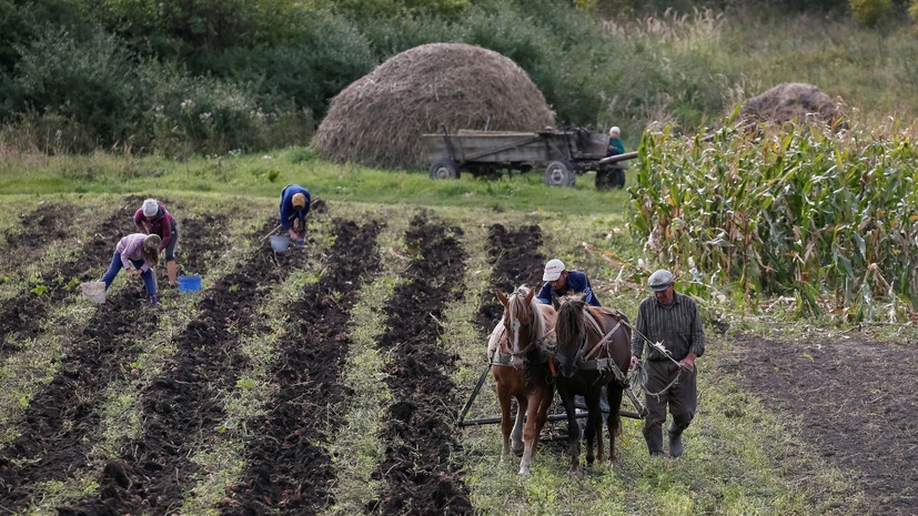 «Миллионы людей будут никому не нужны»: к чему может привести отмена моратория на продажу земли на Украине