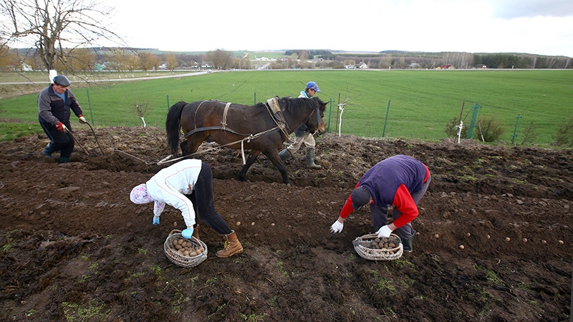 Колхозы строгого режима: как в Белоруссии собираются трудоустраивать бывших заключённых
