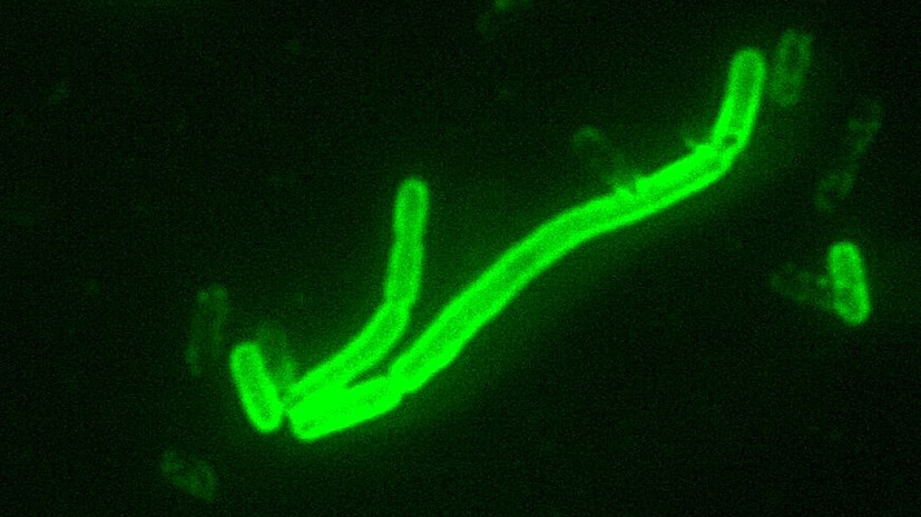 В округе объявлен третий уровень опасности: в Китае у мужчины подтвердили бубонную чуму